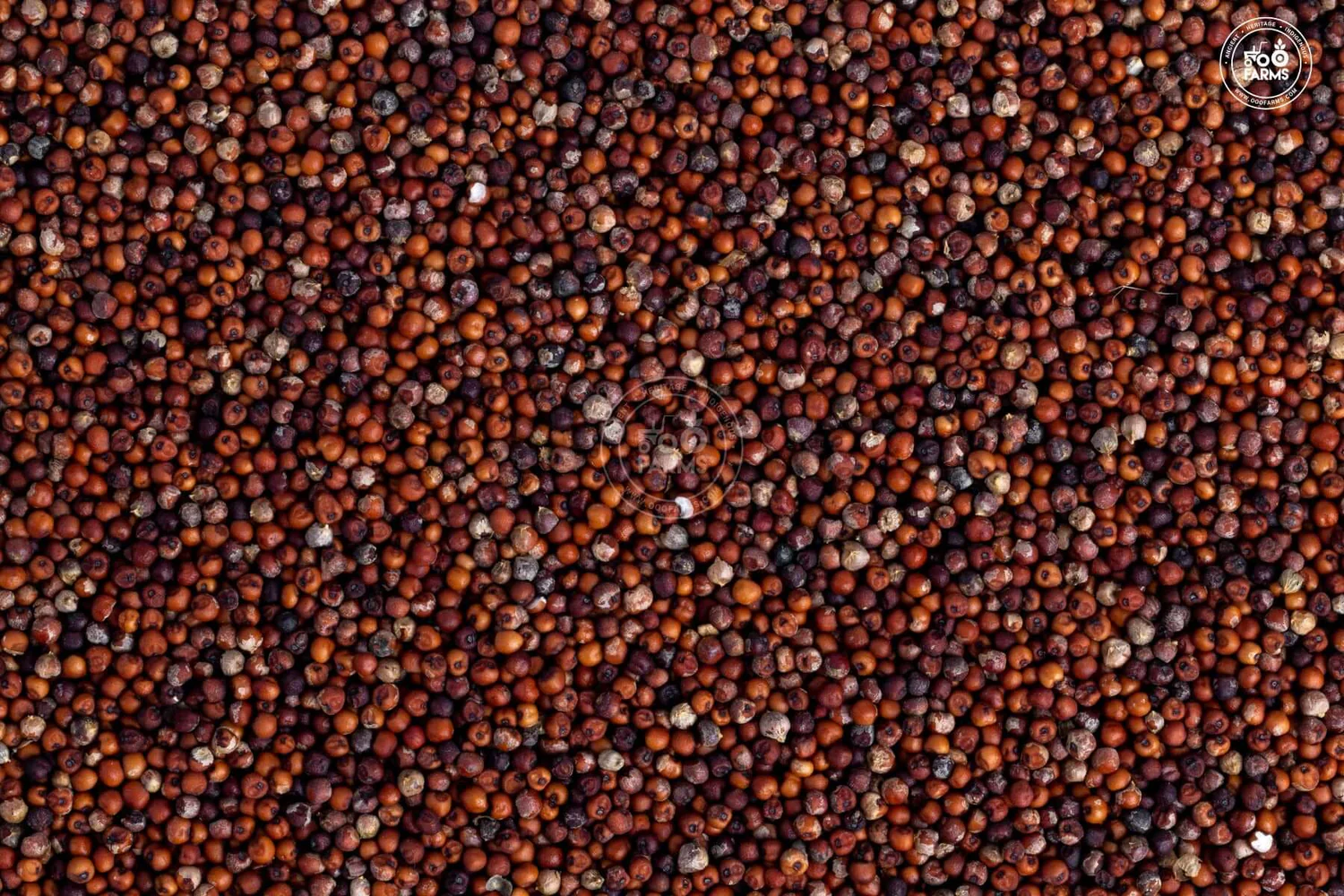 Ragi Millet